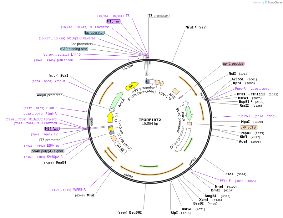 143987-plasmid-map-sequence-id-400505