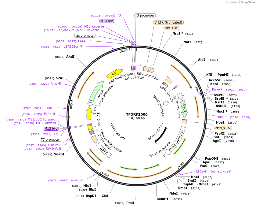 143992-plasmid-map-sequence-id-400506