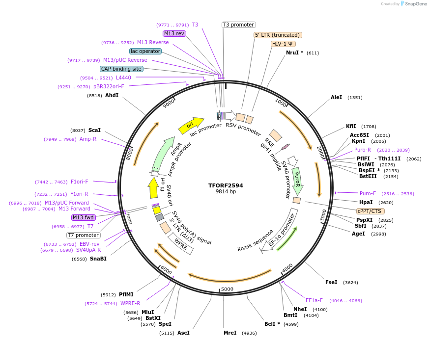 144048-plasmid-map-sequence-id-400508