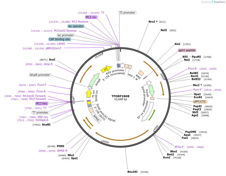 144051-plasmid-map-sequence-id-400509
