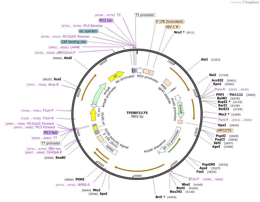 144001-plasmid-map-sequence-id-400510