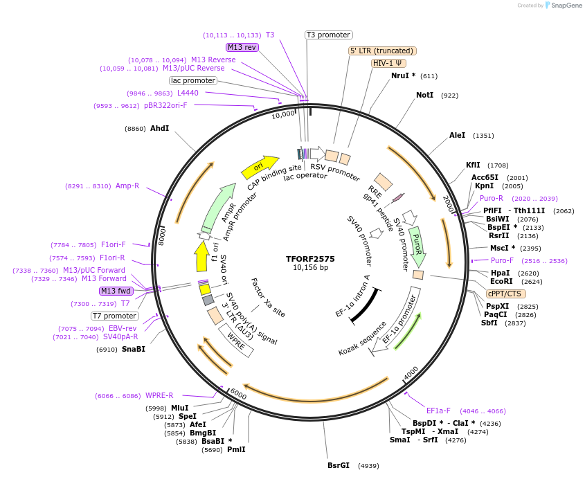 144045-plasmid-map-sequence-id-400512