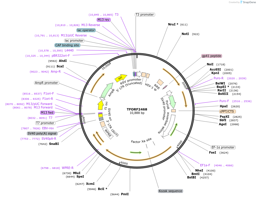 144028-plasmid-map-sequence-id-400514