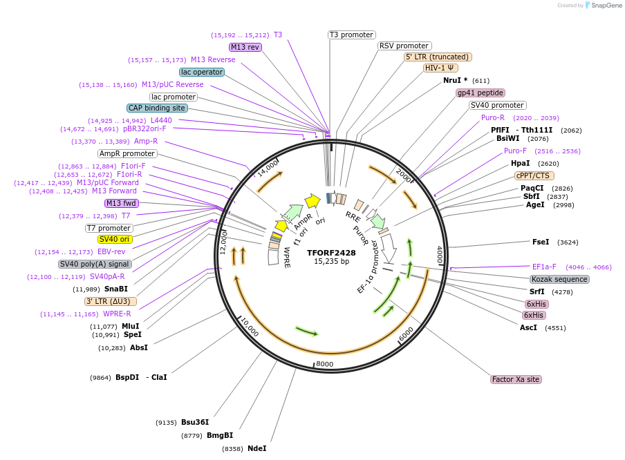 144023-plasmid-map-sequence-id-400515