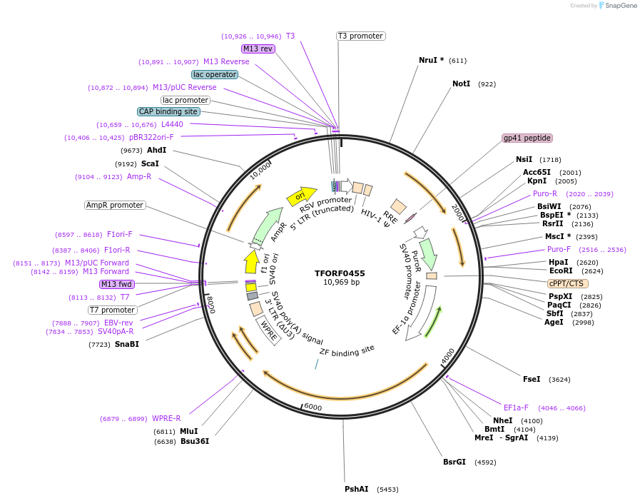 141618-plasmid-map-sequence-id-400516