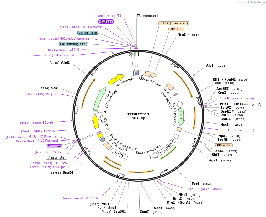 144033-plasmid-map-sequence-id-400520