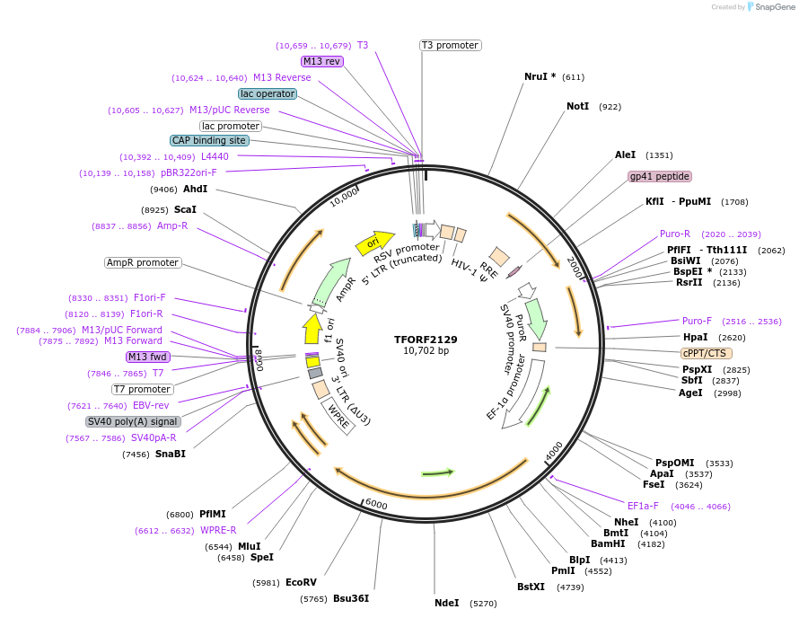 143998-plasmid-map-sequence-id-400525