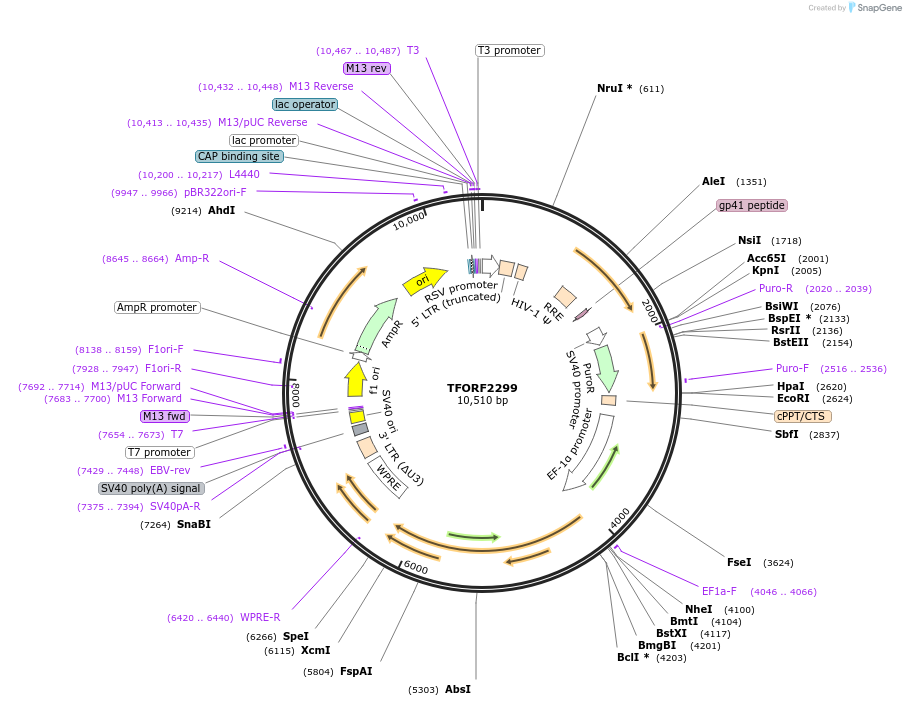 144007-plasmid-map-sequence-id-400526