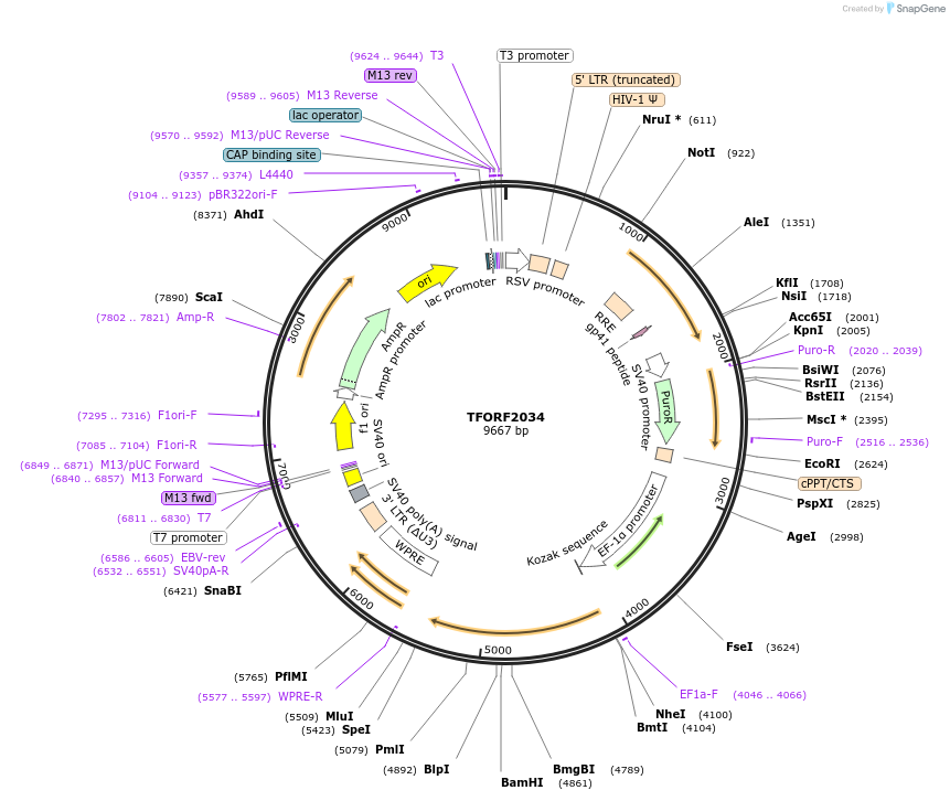 143995-plasmid-map-sequence-id-400527