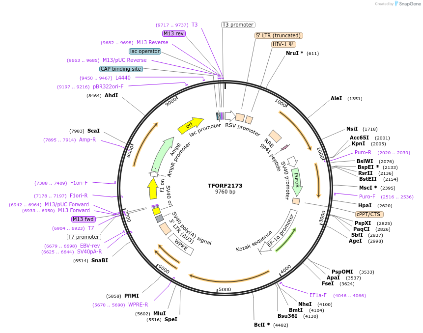 143999-plasmid-map-sequence-id-400530