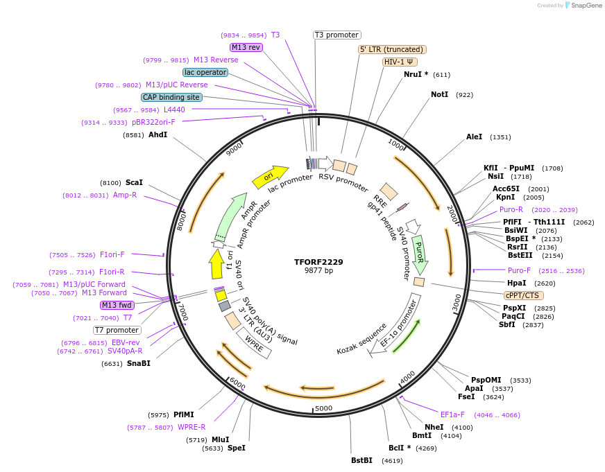 144006-plasmid-map-sequence-id-400531