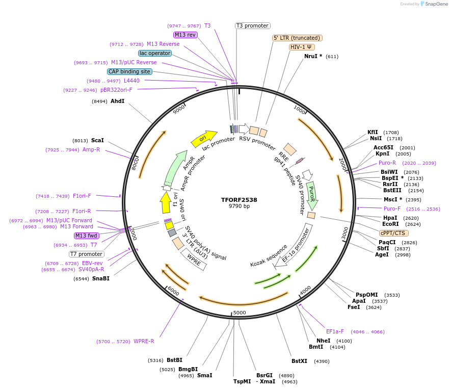 144036-plasmid-map-sequence-id-400532