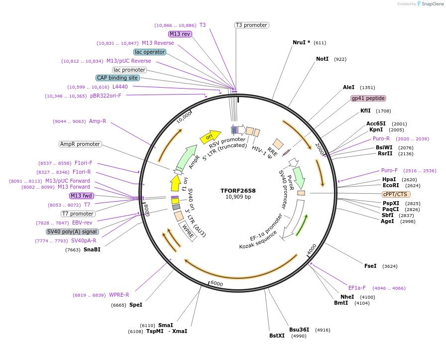 144062-plasmid-map-sequence-id-400535