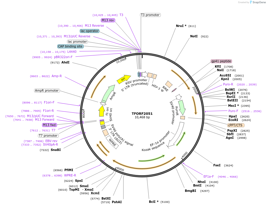 143996-plasmid-map-sequence-id-400538