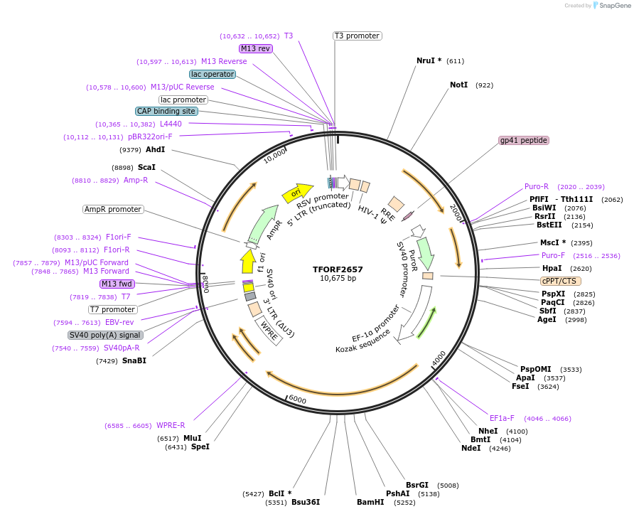 144061-plasmid-map-sequence-id-400540