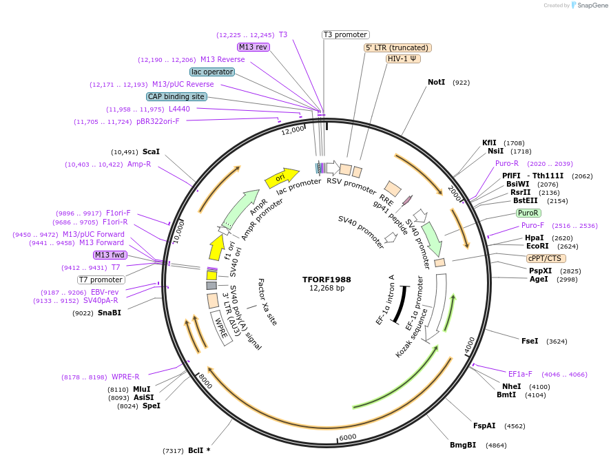 143990-plasmid-map-sequence-id-400541