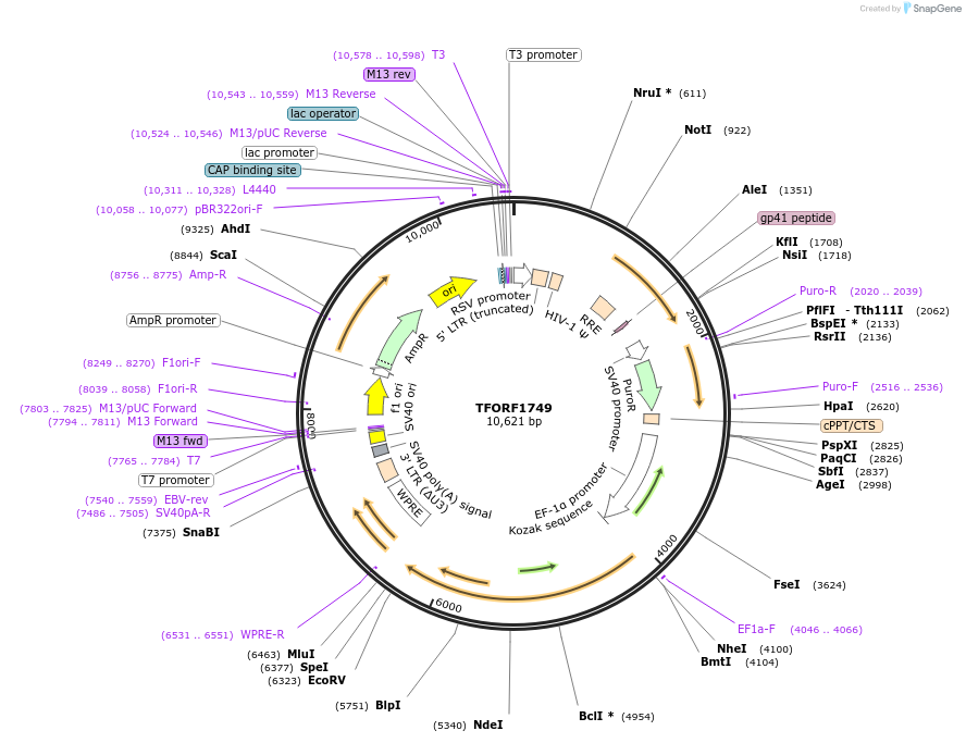 143973-plasmid-map-sequence-id-400542
