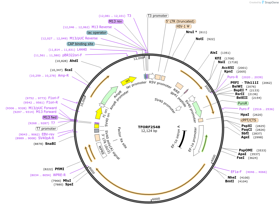 144040-plasmid-map-sequence-id-400543