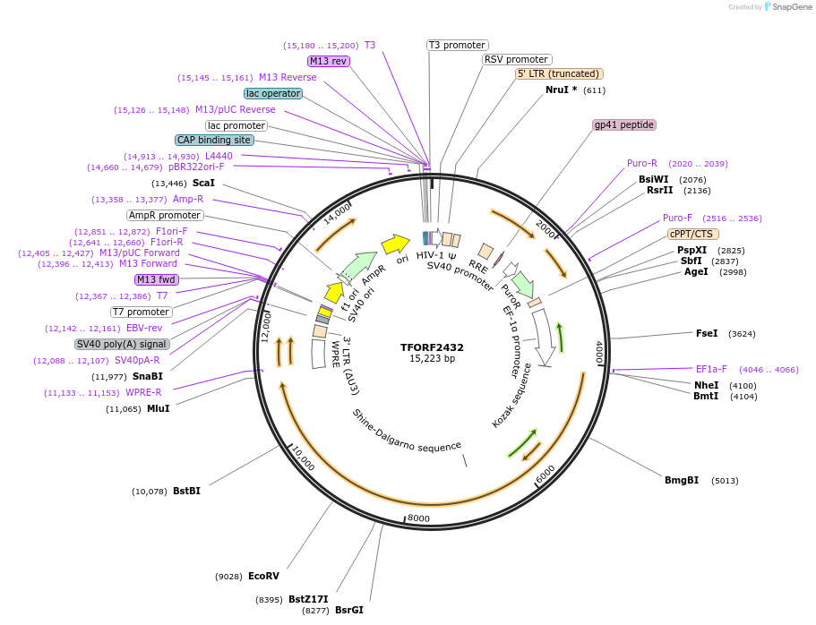 144026-plasmid-map-sequence-id-400547