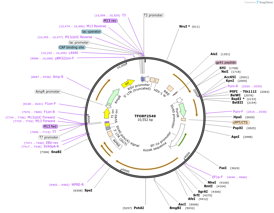 144041-plasmid-map-sequence-id-400548