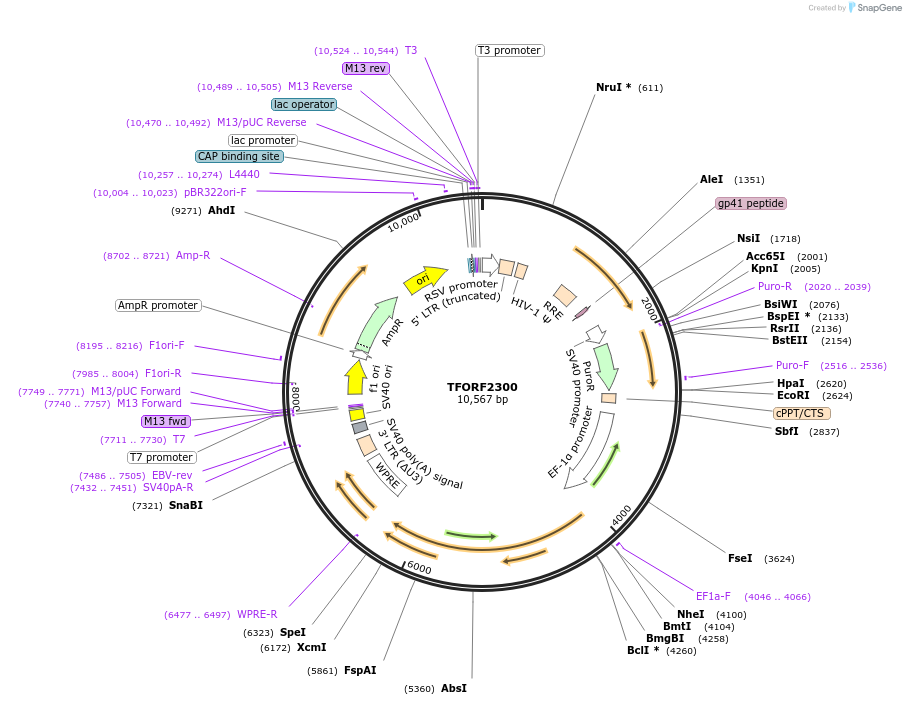 144008-plasmid-map-sequence-id-400549