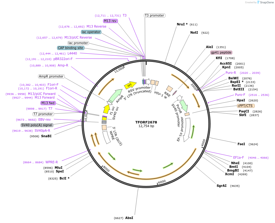 144065-plasmid-map-sequence-id-400553