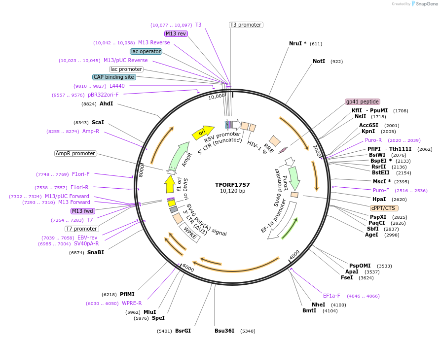 143976-plasmid-map-sequence-id-400554