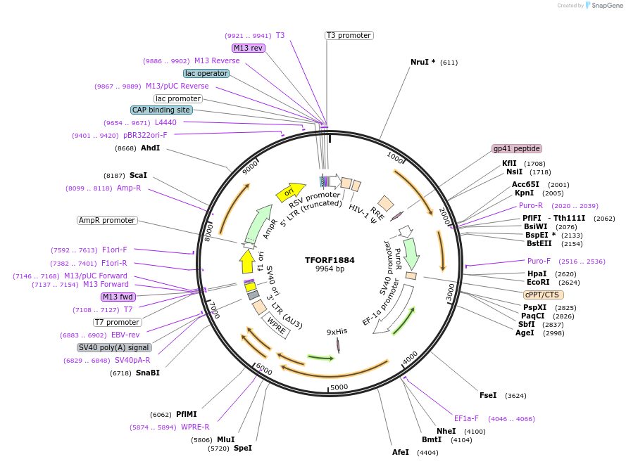143984-plasmid-map-sequence-id-400555