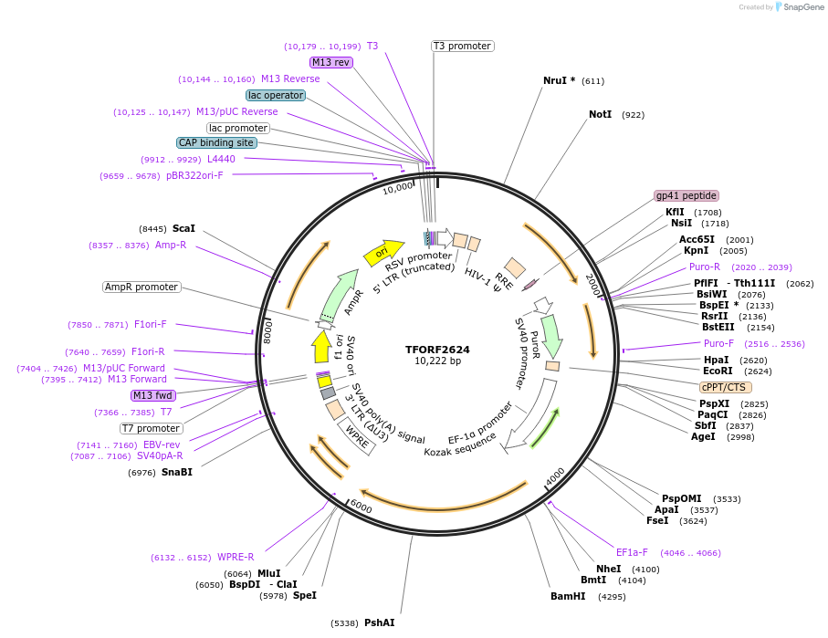144054-plasmid-map-sequence-id-400558