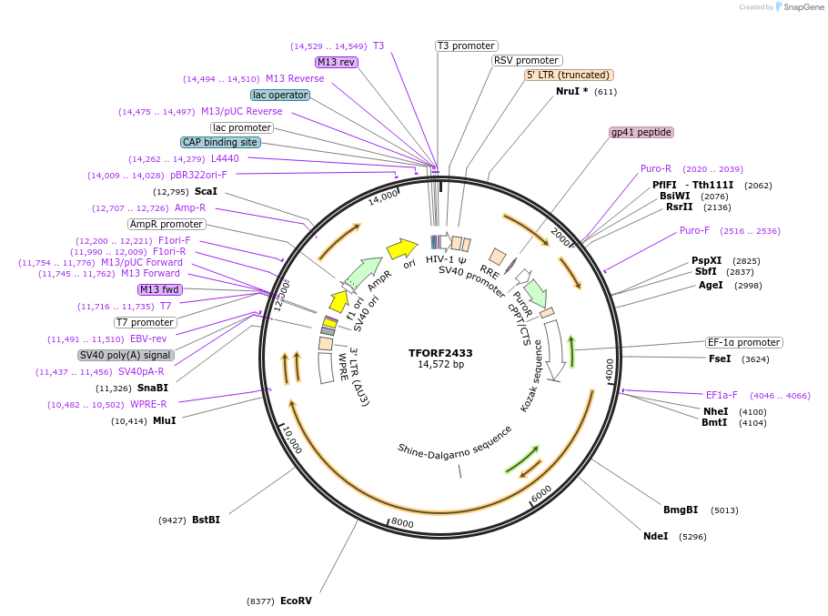 144027-plasmid-map-sequence-id-400560