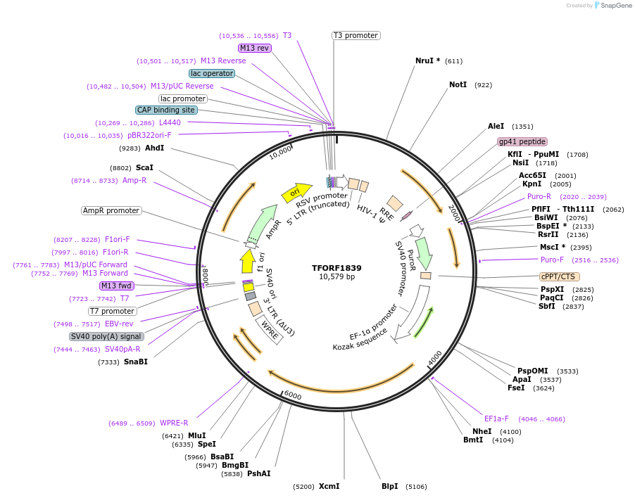 143983-plasmid-map-sequence-id-400563