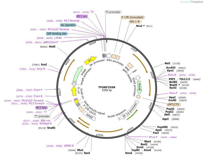 144043-plasmid-map-sequence-id-400565