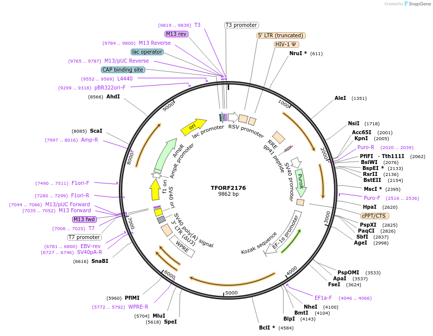 144002-plasmid-map-sequence-id-400566