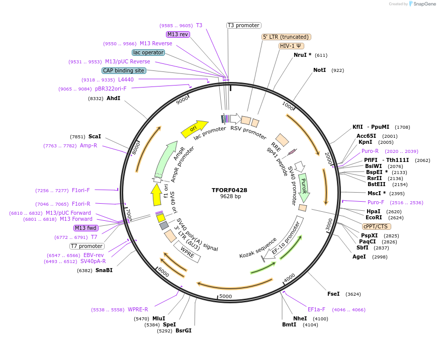 141615-plasmid-map-sequence-id-400568