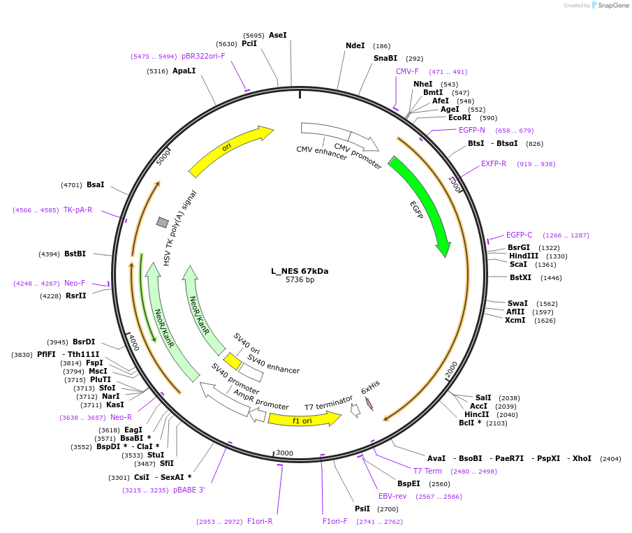 201357-plasmid-map-sequence-id-400569