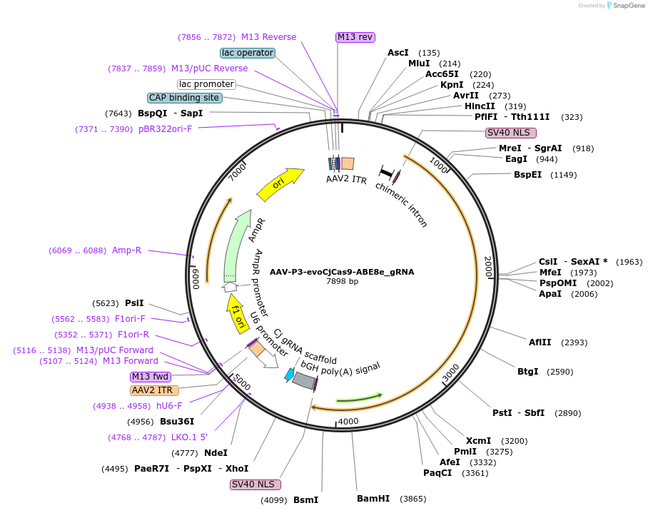 202559-plasmid-map-sequence-id-400578