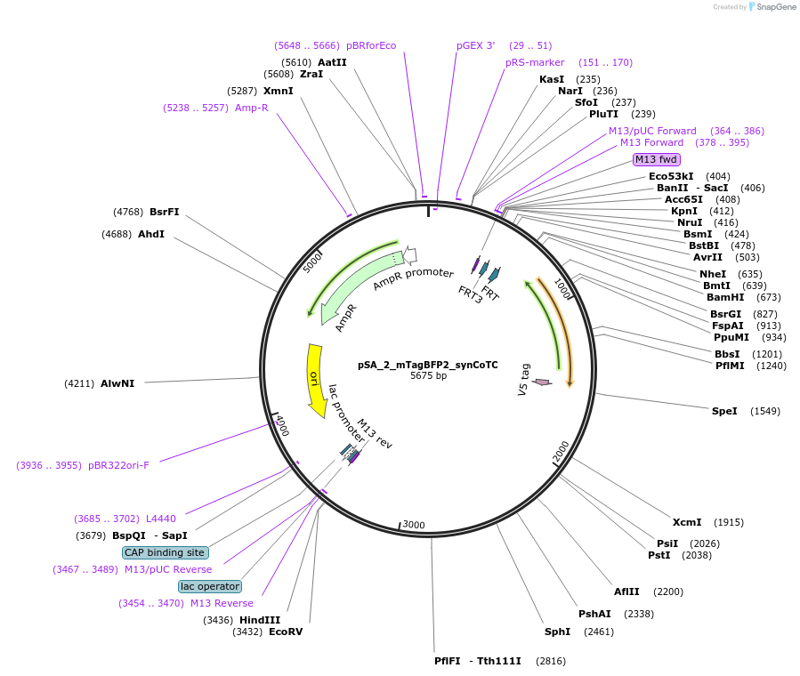 199474-plasmid-map-sequence-id-400581