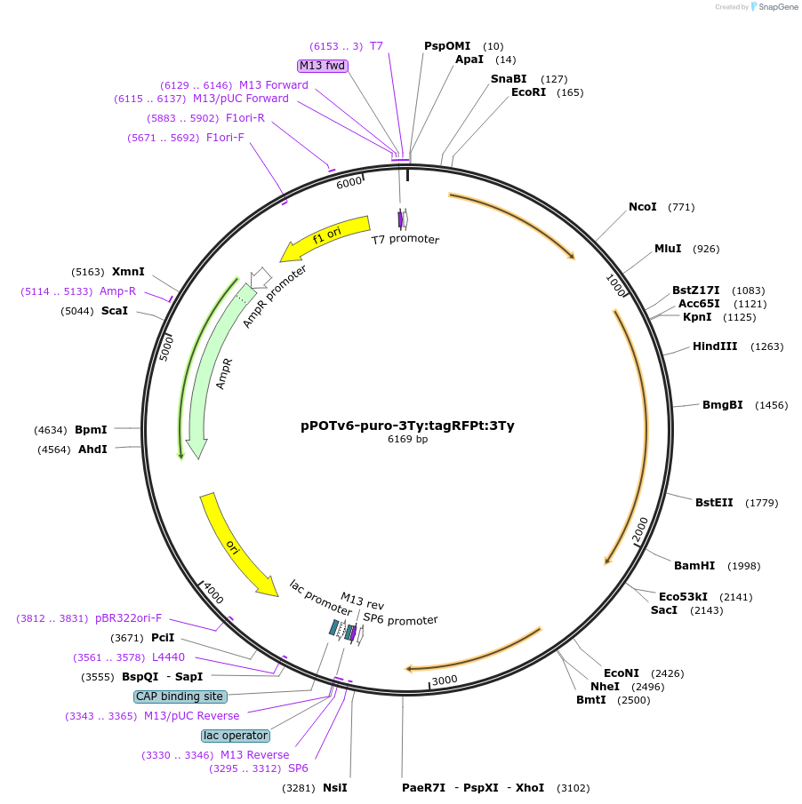 201089-plasmid-map-sequence-id-400587