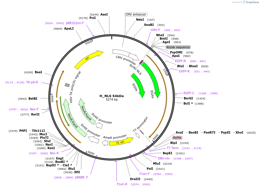 201371-plasmid-map-sequence-id-400594