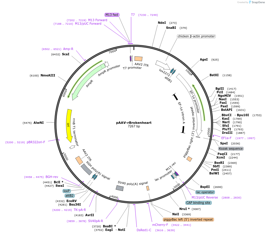 203394-plasmid-map-sequence-id-400604
