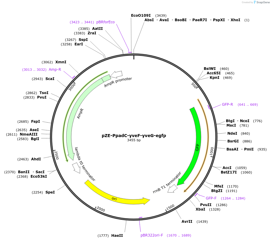 201791-plasmid-map-sequence-id-400635