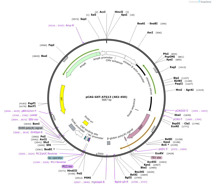 203557-plasmid-map-sequence-id-400868