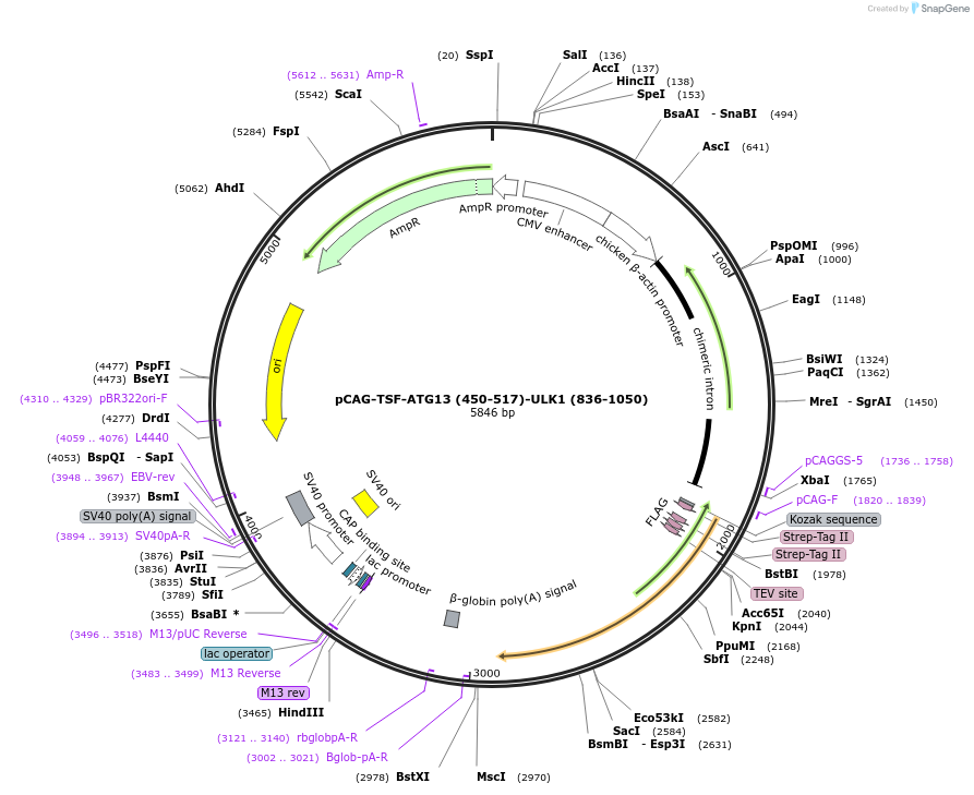 203548-plasmid-map-sequence-id-400872