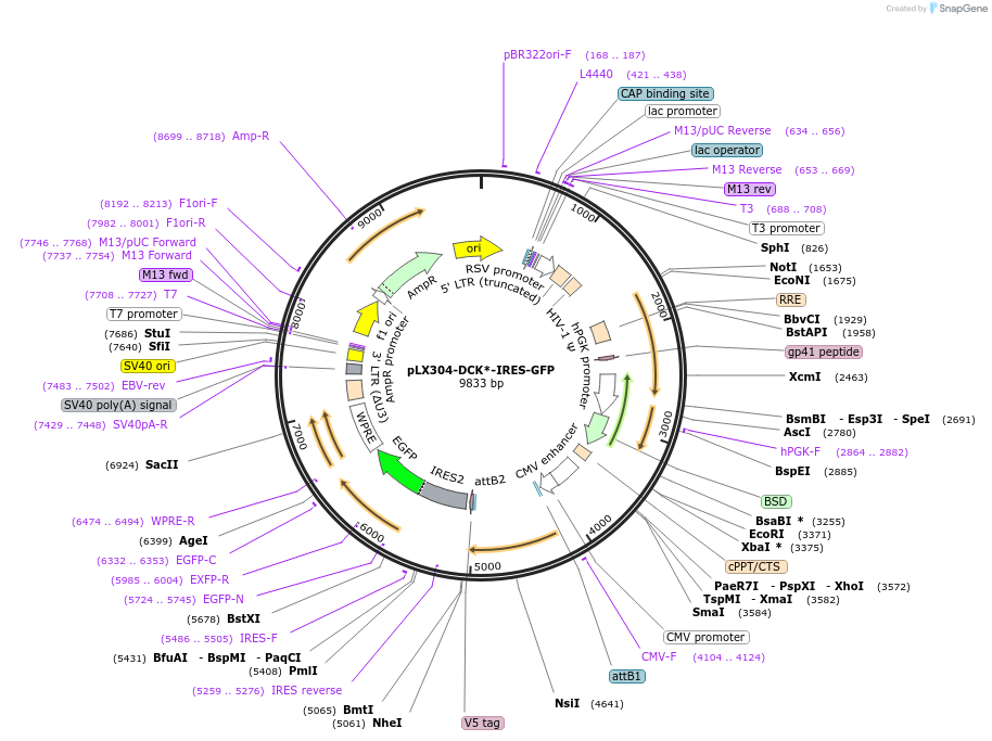 176297-plasmid-map-sequence-id-400873