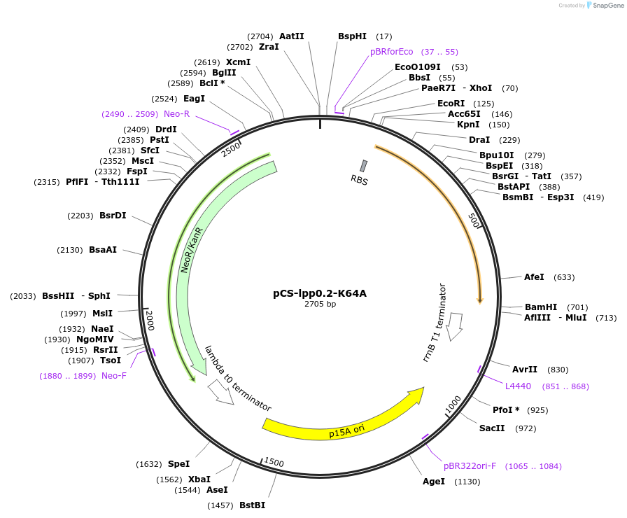 201789-plasmid-map-sequence-id-400876
