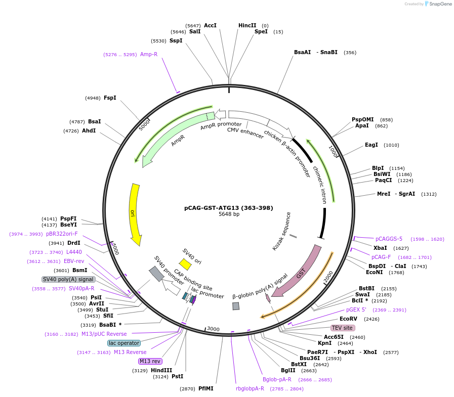 203554-plasmid-map-sequence-id-400878