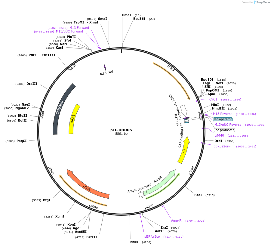 203177-plasmid-map-sequence-id-400879