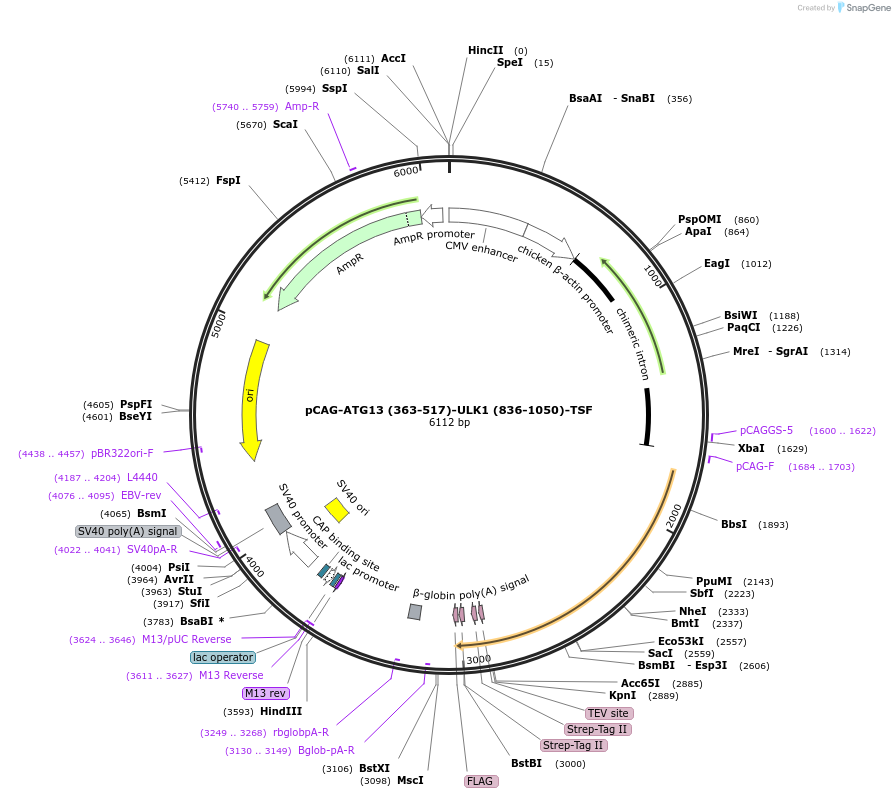203549-plasmid-map-sequence-id-400886