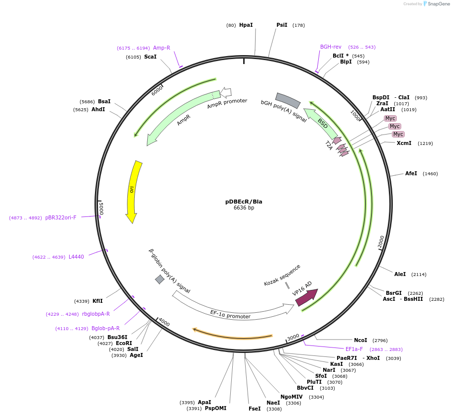 201556-plasmid-map-sequence-id-400918