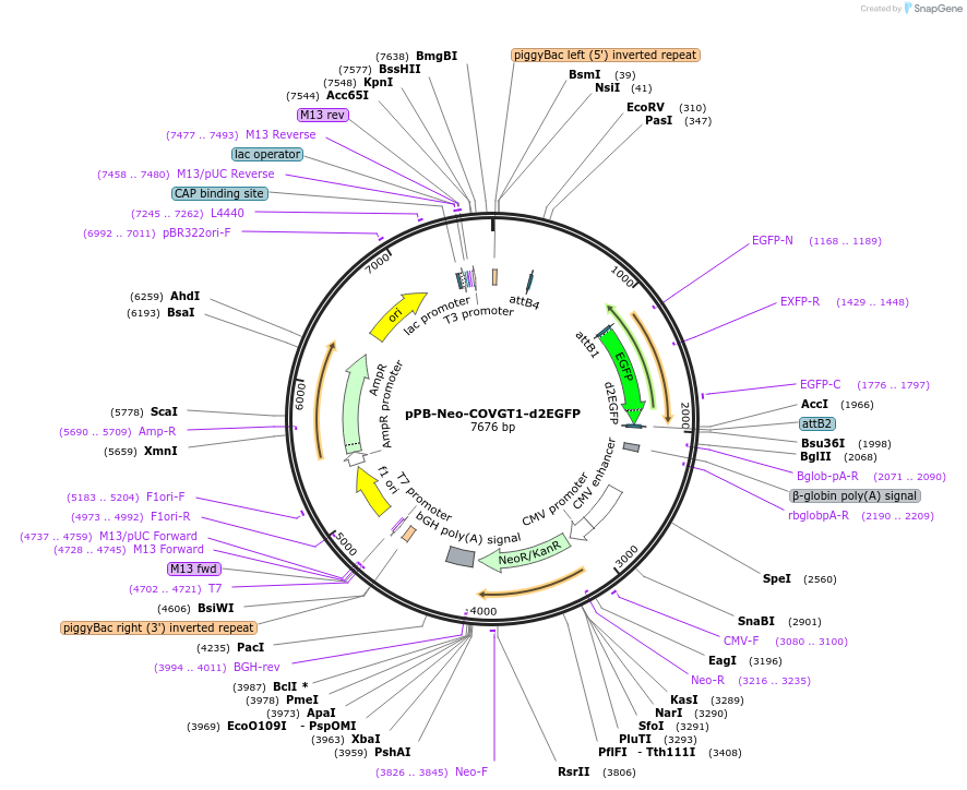 201447-plasmid-map-sequence-id-400926